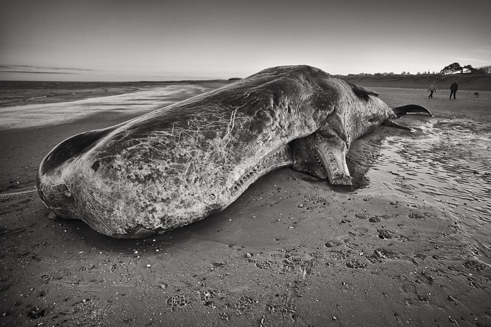 Sperm Whale bull washes up on Norfolk Coast